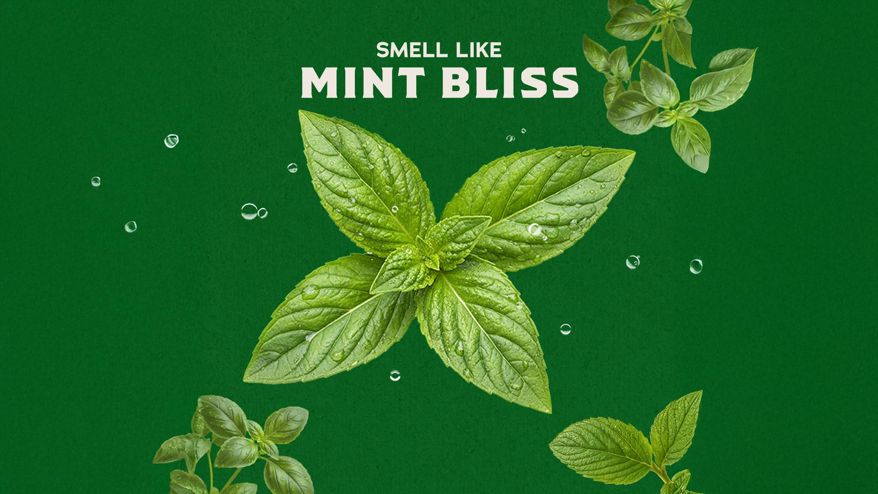 Spearmint Basil - Crisp Clean